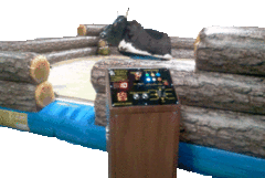 Mechanical Bull Mechanical Bull